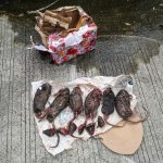 Tempo Kembali Mendapat Kiriman Bangkai Hewan, Kali ini Tikus yang Dipenggal 1386559_720