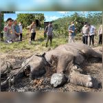 Kapolda Riau Cek Lokasi Penemuan Bangkai Anak Gajah di Tesso Nilo IMG-20260226-WA0104
