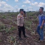 Beri Motivasi kepada Petani, Bhabinkamtibmas Polsek Bukit Batu Sambangi Kebun Nenas 34fc7921-1d63-4a17-b813-81fd8ca04710