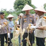Kapolres Kuansing Bersama Forkopimda Gelar Panen Raya Jagung Serentak Dukung Ketahanan Pangan 5cfb2ba3-3051-4dc1-ad70-3e515bcffeec