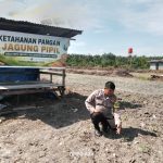 Polsek Kuantan Tengah Tinjau Ketahanan Pangan Jagung Pipil di Desa Koto Sentajo, Tanaman Tumbuh Baik 75b226b7-aeeb-4203-9316-33981315f4df