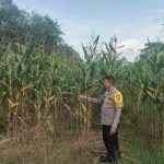 Lakukan Pengecekan Tanaman Jagung di Desa Koto Tuo, Polsek Kuantan Tengah Dukung Swasembada Pangan 2026 IMG-20260512-WA0046