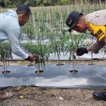Kunjungi Petani Cabai, Bhabinkamtibmas Bukit Batu Semangati Warga Jaga Ketahanan Pangan IMG-20260523-WA0135