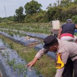 Brigadir Kuswanto Pantau Ladang Cabai, Beri Motivasi kepada Masyarakat IMG-20260524-WA0208