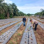 Bhabinkamtibmas Kelurahan Tanjung Penyembal Cek Kesiapan Lahan, Dukung Ketahanan Pangan Nasional d60d27ee-0212-4e84-9755-c21d4b60eda8