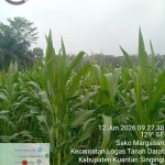 Polsek Logas Tanah Darat Cek Perkembangan Jagung Ketahanan Pangan, Dukung Swasembada Pangan Nasional 2026 2659d349-4656-4d5a-a0fb-f15a0fb510df