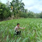 Polisi Cinta Petani, Polsek Kuantan Mudik Cek Perkembangan Jagung Pipil di Desa Air Duri 53665cda-7b87-4fd7-8fa4-d63c90a3ab93