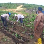 Polsek Kuantan Mudik Lakukan Pengecekan dan Pemupukan Jagung Pipil, Dukung Swasembada Pangan 2026 721dee9b-4807-41f5-994a-81b38fbd6a8f