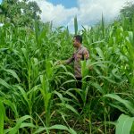 Polsek Kuantan Mudik Cek Perkembangan Jagung Pipil, Dukung Program Swasembada Pangan 2026 73d2f244-cce4-4cae-a89d-5c2ab6cd8be9