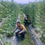 Dukung Ketahanan Pangan Nasional, Bhabinkamtibmas Gurun Panjang dan Petani Kompak Cek Kebun Cabai IMG-20260609-WA0077