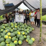 Babinkamtibmas, Babinsa dan Lurah Kampung Baru Panen Semangka Kelompok Tani Cipta Karya Abadi IMG-20260612-WA0105