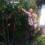 Bhabinkamtibmas Gurun Panjang Tinjau Perkembangan Jagung Pipil Milik Hasan Aji IMG-20260615-WA0114