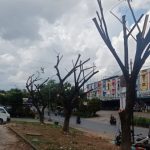 Pohon di Jalan Arah Uban Tanjungpinang Dipotong, Masyarakat Keluhkan Panas dan Tak Nyaman IMG-20260629-WA0049