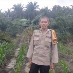 Bhabinkamtibmas Polsek Bukit Kapur bersama Petani Lakukan Pengecekan Perkembangan Tanaman Jagung Screenshot_20260610_150232_WhatsApp
