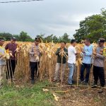 Polres Kuansing Dukung Panen Raya Jagung Pipil di Desa Koto Taluk untuk Ketahanan Pangan Nasional df7d224d-7edc-4974-ad18-15fda1041158