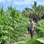 Polres Kuansing Terus Dukung Swasembada Pangan, Jajaran Polsek Cerenti Pantau Perkembangan Tanaman Jagung di Desa Sikakak 2342339f-71c7-4d9b-b0af-07a2c9050d9c