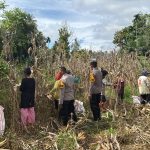 Panen Raya Jagung Pipil di Desa Koto Lubuk Jambi, Polsek Kuantan Mudik Dukung Program Swasembada Pangan 7750410c-7c66-4e9b-b974-455217be9053