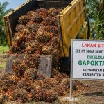 Setelah Setor Hasil Panen ke APN, Gapoktan HMJ Pastikan Pengelolaan Eks PT SSS Berjalan Berkesinambungan IMG-20260720-WA0042