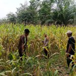 Polsek Kuantan Mudik Cek Perkembangan Jagung Pipil, Dukung Swasembada Pangan 2026 401aebbd-7423-4a10-8f3c-8c1a1013b618